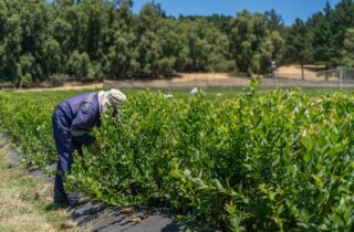 VERIFICAN CUMPLIMIENTO DE PROTOCOLOS DE SALUD OCUPACIONAL REFERENTE AL TRABAJO AGRÍCOLA